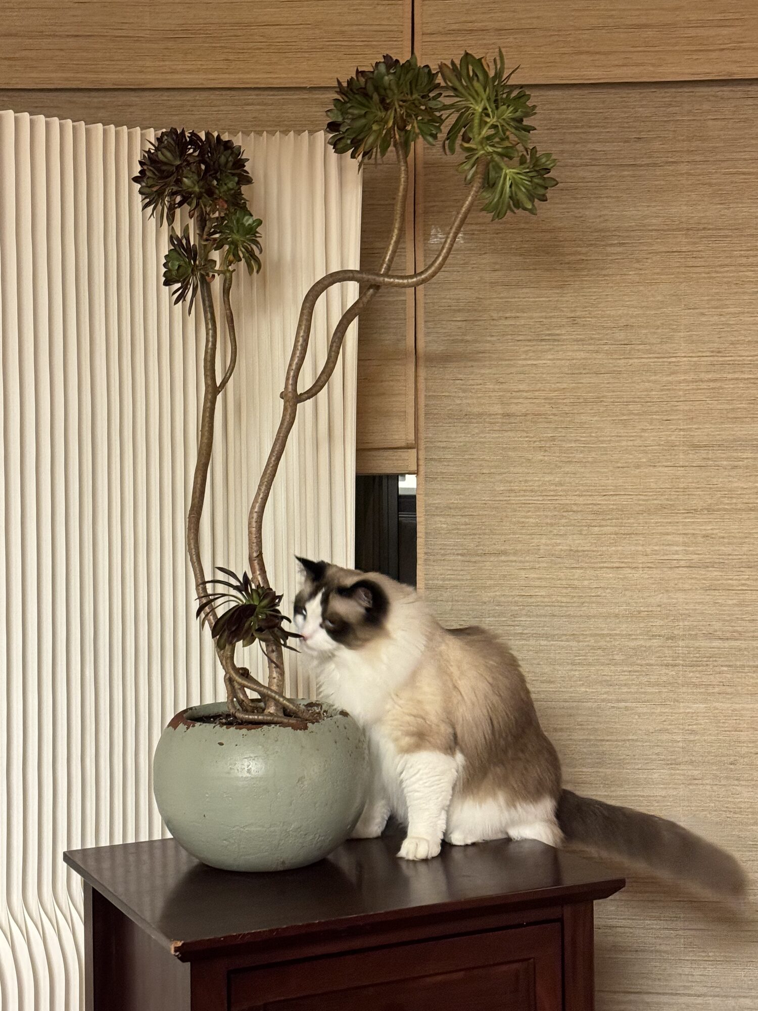 Home Companion